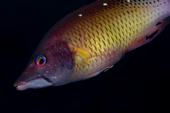 Bodianus dictynna