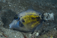 Cantherhines fronticinctus