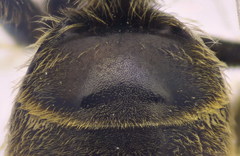 Lasioglossum subhirtum