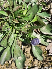 Globularia bisnagarica