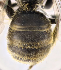 Lasioglossum subhirtum