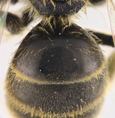 Lasioglossum subhirtum