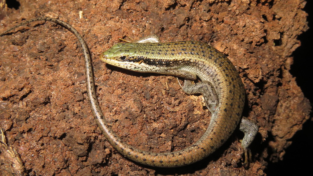 Tree Skink