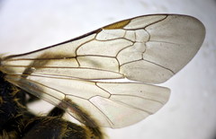 Lasioglossum subhirtum