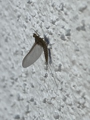 Callibaetis floridanus