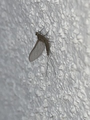 Callibaetis floridanus