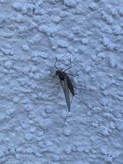 Callibaetis floridanus