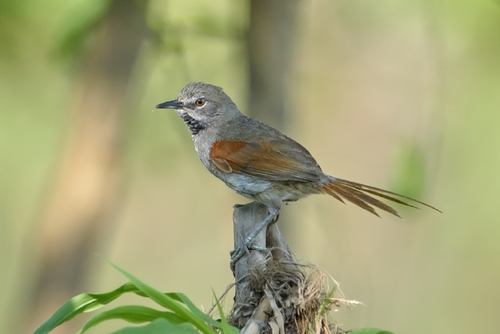 Genus Mazaria · iNaturalist