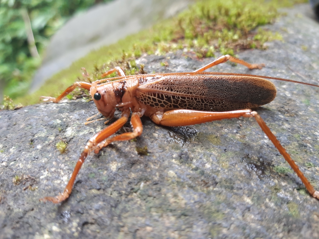 Nesonotus tricornis