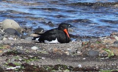Haematopus leucopodus