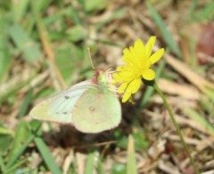 Colias vauthierii