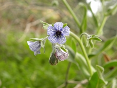 Cynoglossum creticum