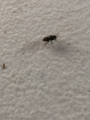 Nannotrigona perilampoides