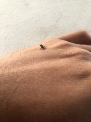 Nannotrigona perilampoides