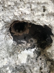 Nannotrigona perilampoides