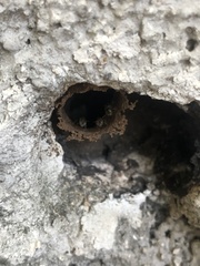 Nannotrigona perilampoides