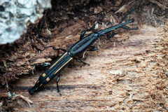 Uropteroides douei