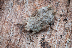 Eurymorphopus bolivariensis