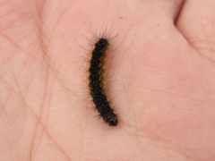 Ocnogyna clathrata