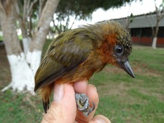 Picumnus rufiventris