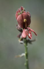 Indigofera complanata