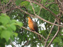 Morococcyx erythropygus