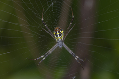 Argiope dang