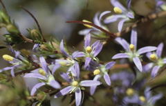 Wahlenbergia subulata