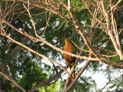 Morococcyx erythropygus