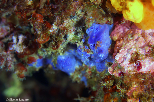 Bluish Encrusting Sponge, photo 5 of 10