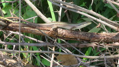 Trachylepis planifrons