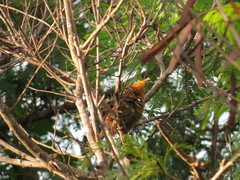 Morococcyx erythropygus