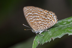 Poritia sumatrae