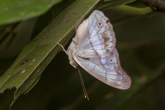Eulaceura osteria
