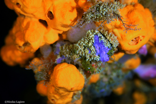 Bluish Encrusting Sponge, South Aegean, Aegean, GR, photo 9 of 10