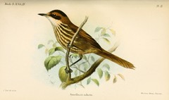 Roraiman Barbtail photo 4