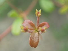 Terminalia molinetii