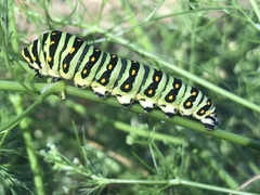 Papilio polyxenes stabilis