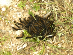 Ocnogyna clathrata