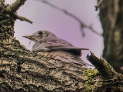 Turdus viscivorus
