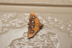 Nosophora semitritalis