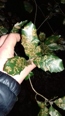 Ectoedemia heringella