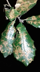 Ectoedemia heringella