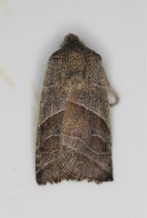 Eupsilia devia