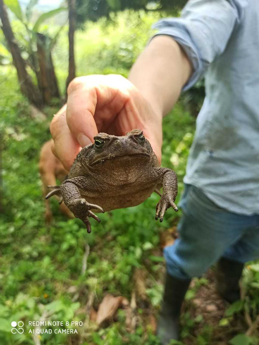 Rhinella image