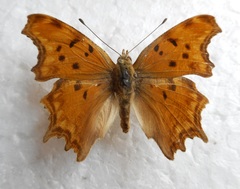 Polygonia egea