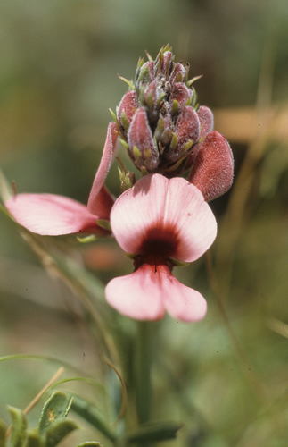 Image of Indigofera complanata by (c) Tom Lloyd Evans, some rights reserved (CC BY-SA)