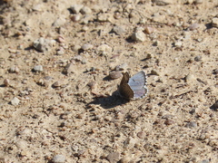 Pseudophilotes panoptes