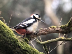 Dendrocopos major