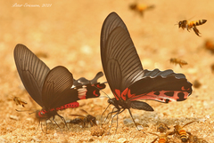 Papilio alcmenor